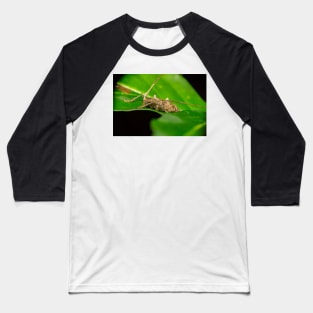 Unique and organic photo of a Longhorn Beetle Baseball T-Shirt